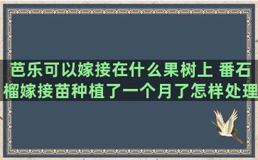 芭乐可以嫁接在什么果树上 番石榴嫁接苗种植了一个月了怎样处理